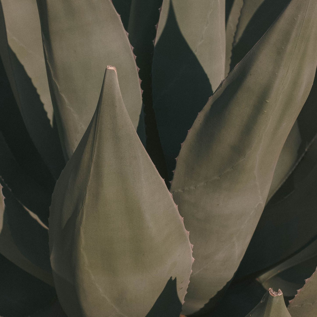 Aloe Ferox Vera Topical Skin Care Digestion Supplement Anti Inflammatory Detox Plant South Africa Klean Gut Health BLoat IBS Indigestion Weight Control Online 