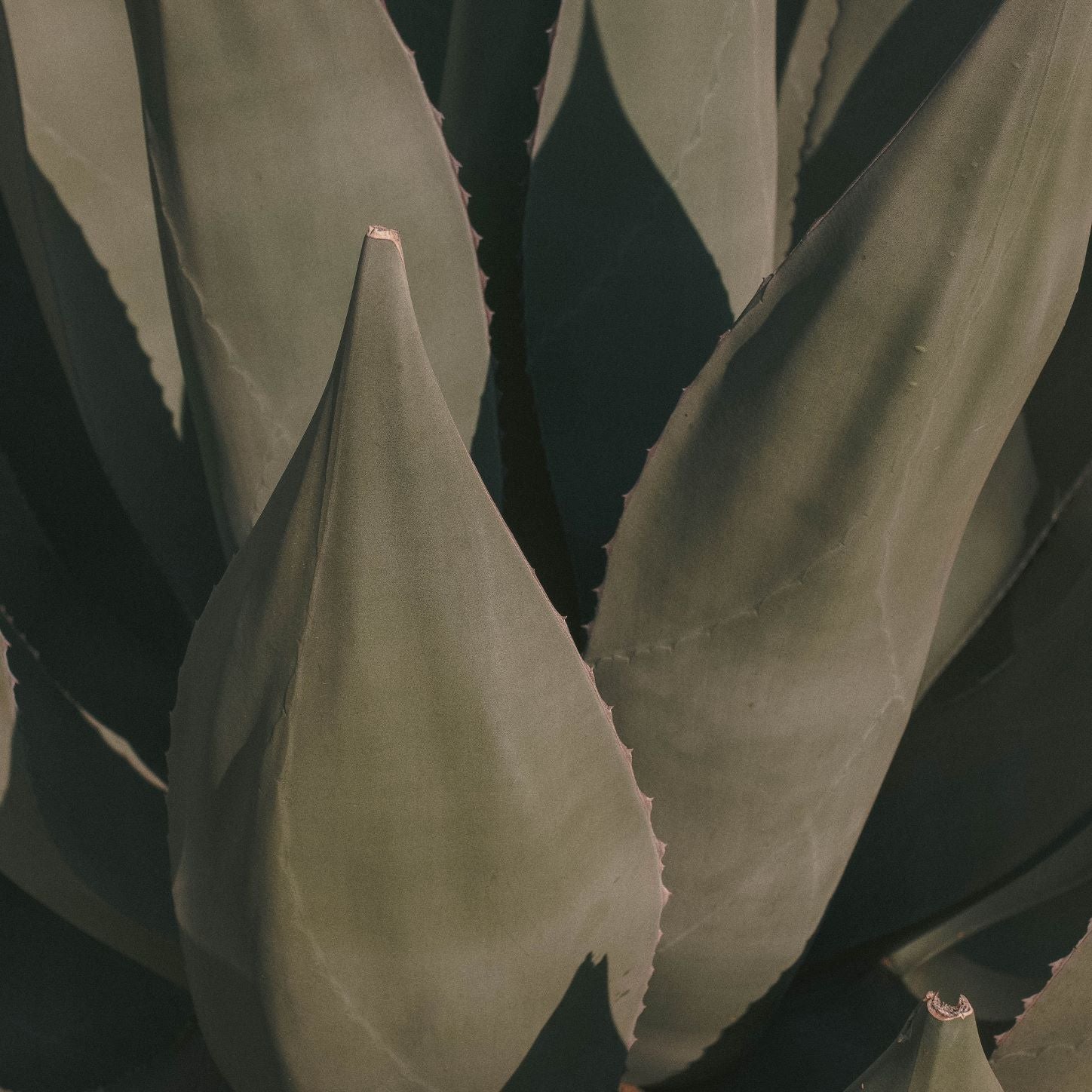 Aloe Ferox Vera Topical Skin Care Digestion Supplement Anti Inflammatory Detox Plant South Africa Klean Gut Health BLoat IBS Indigestion Weight Control Online 